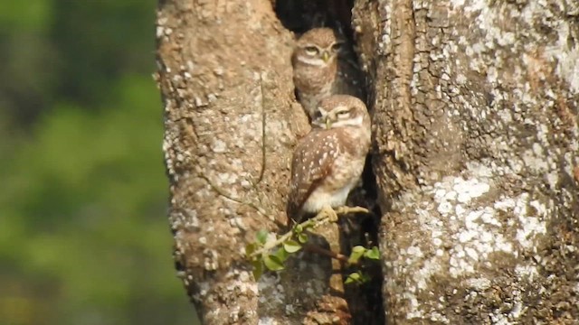 Spotted Owlet - ML612511310