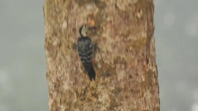 Fulvous-breasted Woodpecker - ML612511331