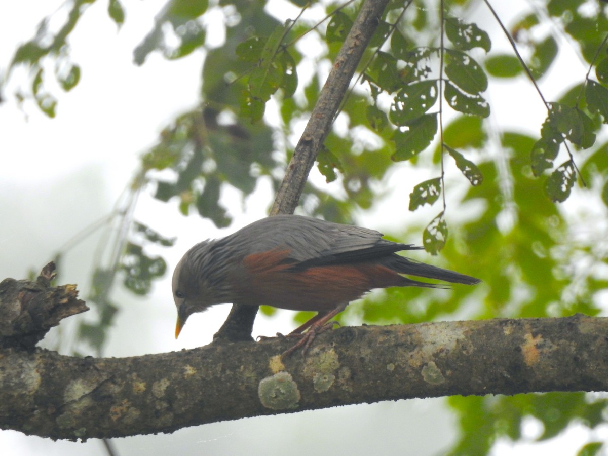 Chestnut-tailed Starling - ML612511457