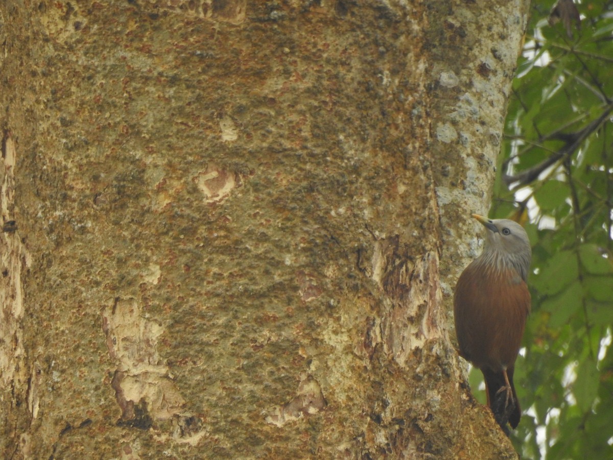 Chestnut-tailed Starling - ML612511458