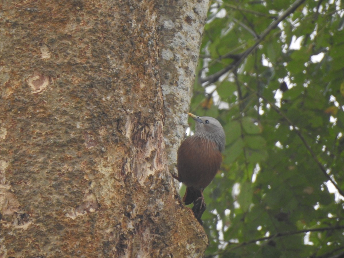Chestnut-tailed Starling - ML612511459