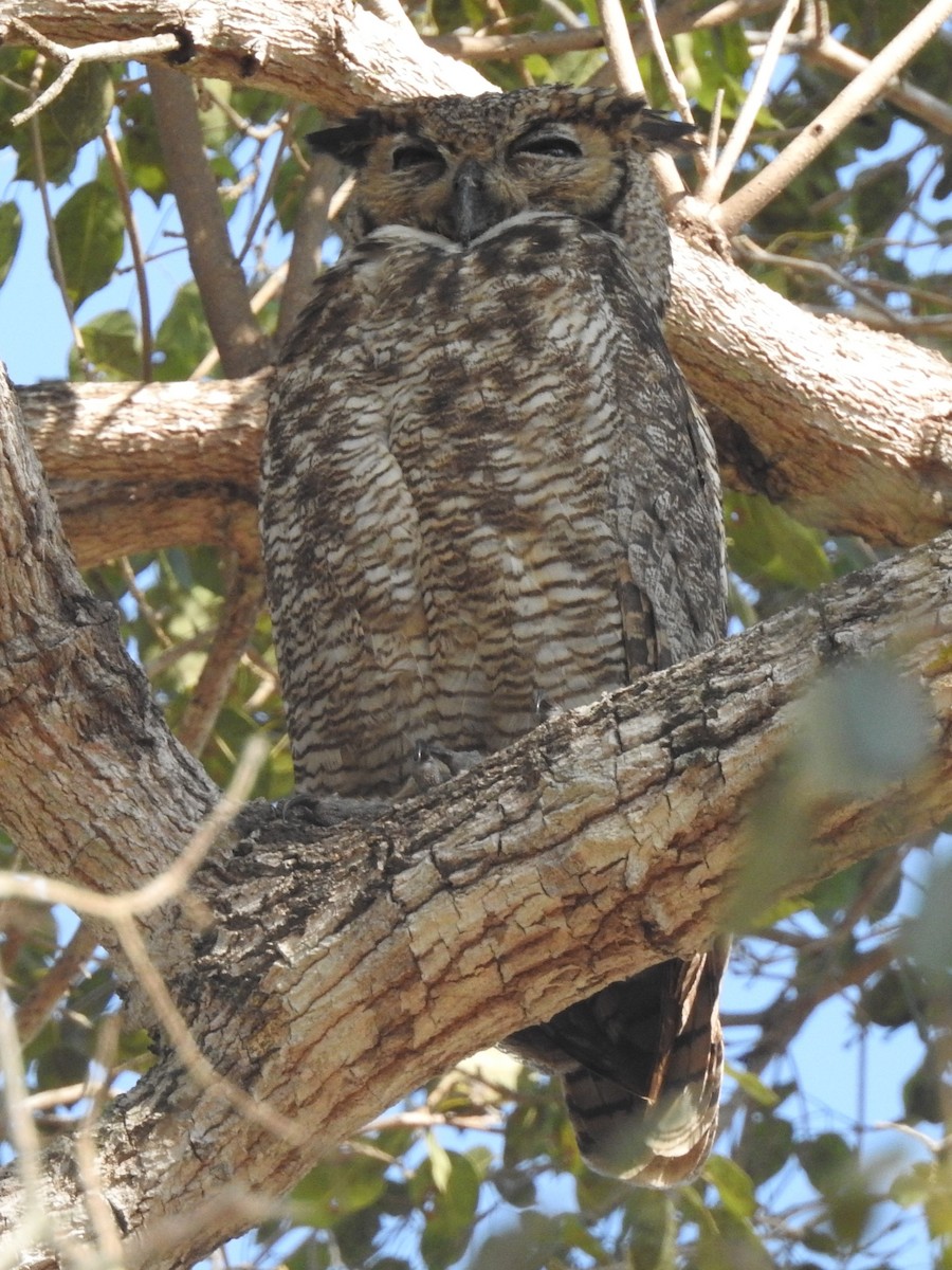 Great Horned Owl - ML612511637