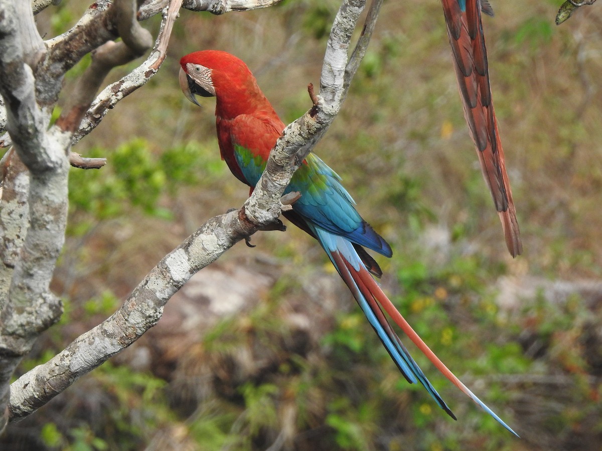 Red-and-green Macaw - ML612512014