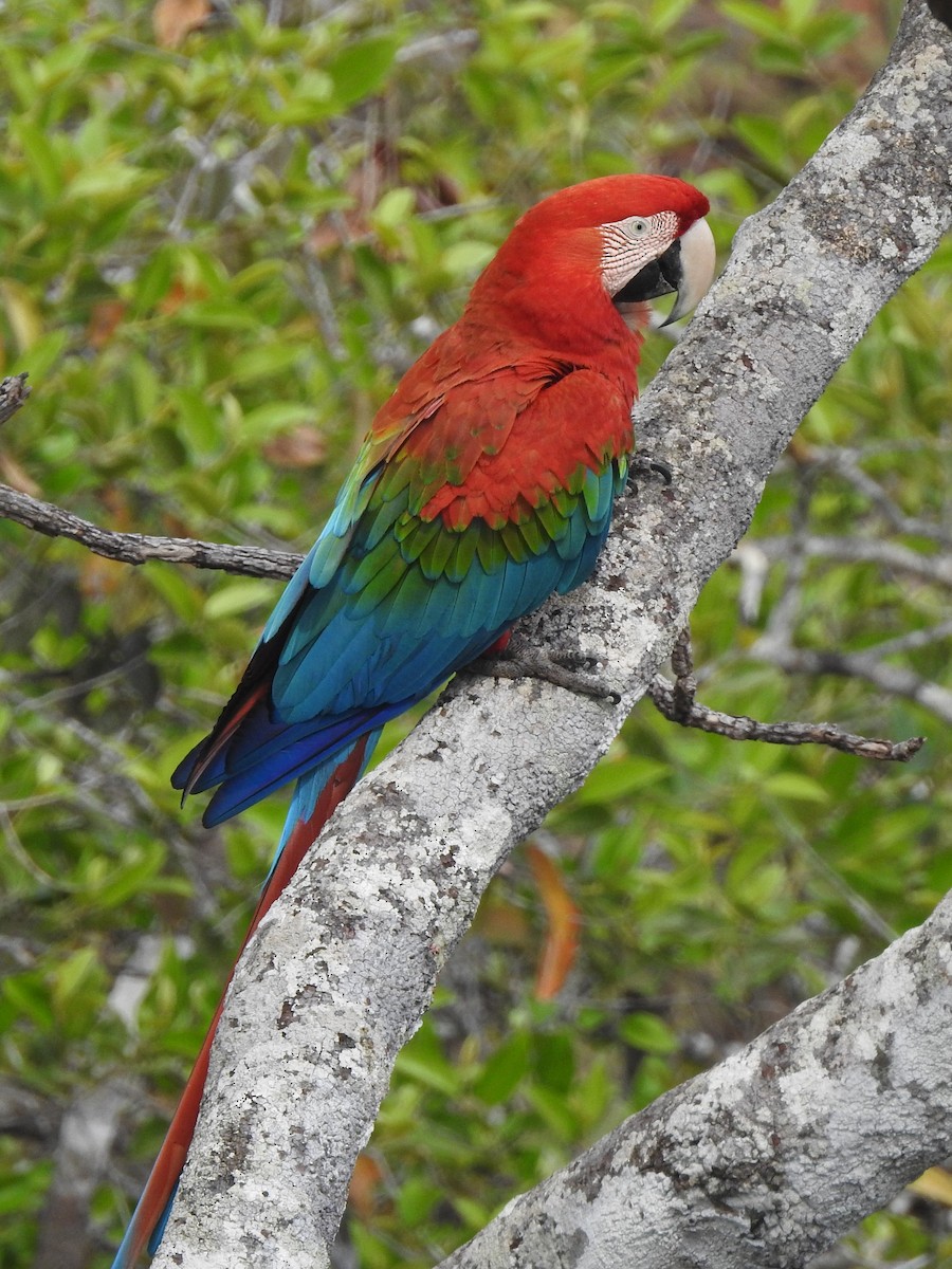 Red-and-green Macaw - ML612512015