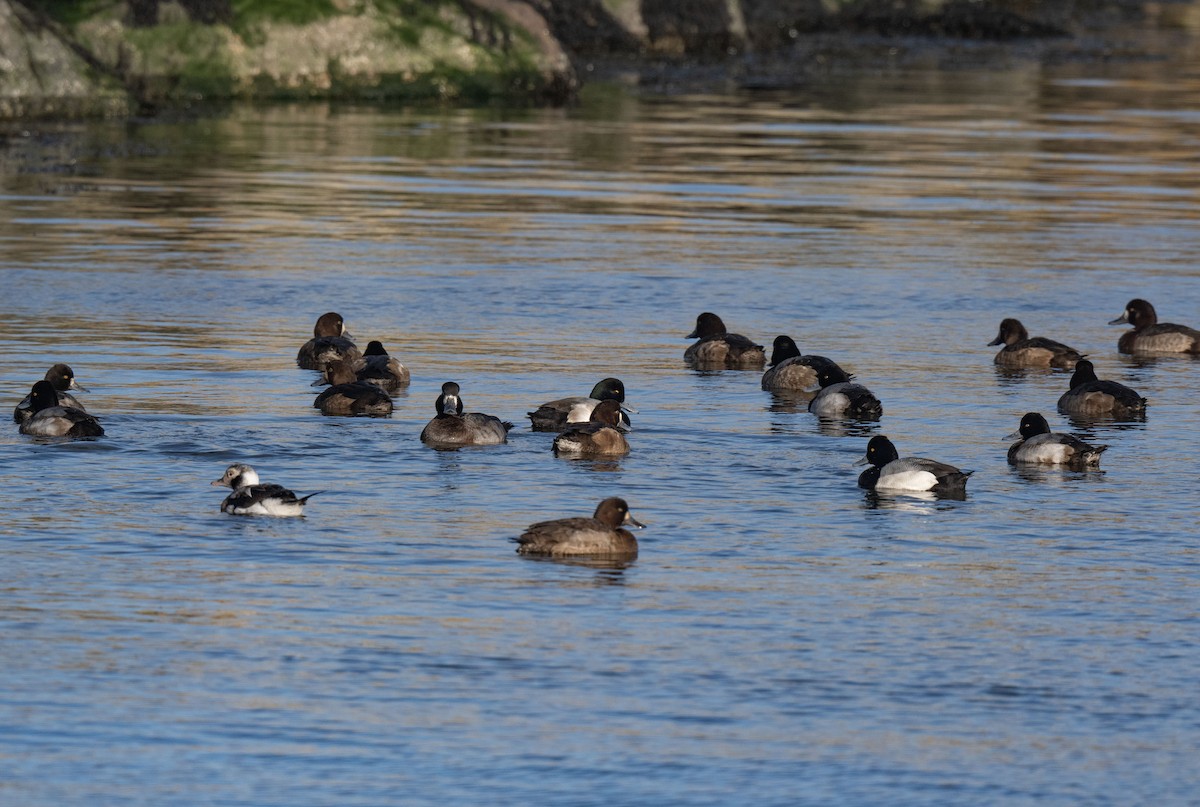 Greater Scaup - ML612512874