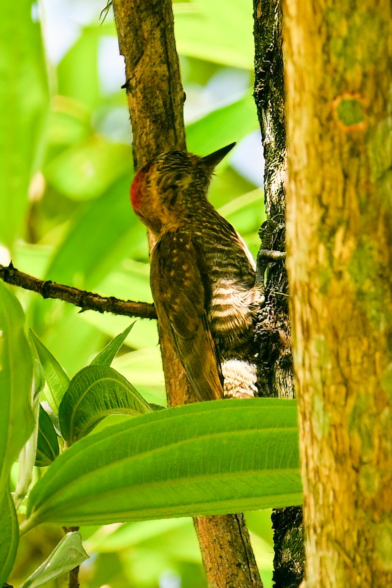 Yellow-eared Woodpecker - ML612513111