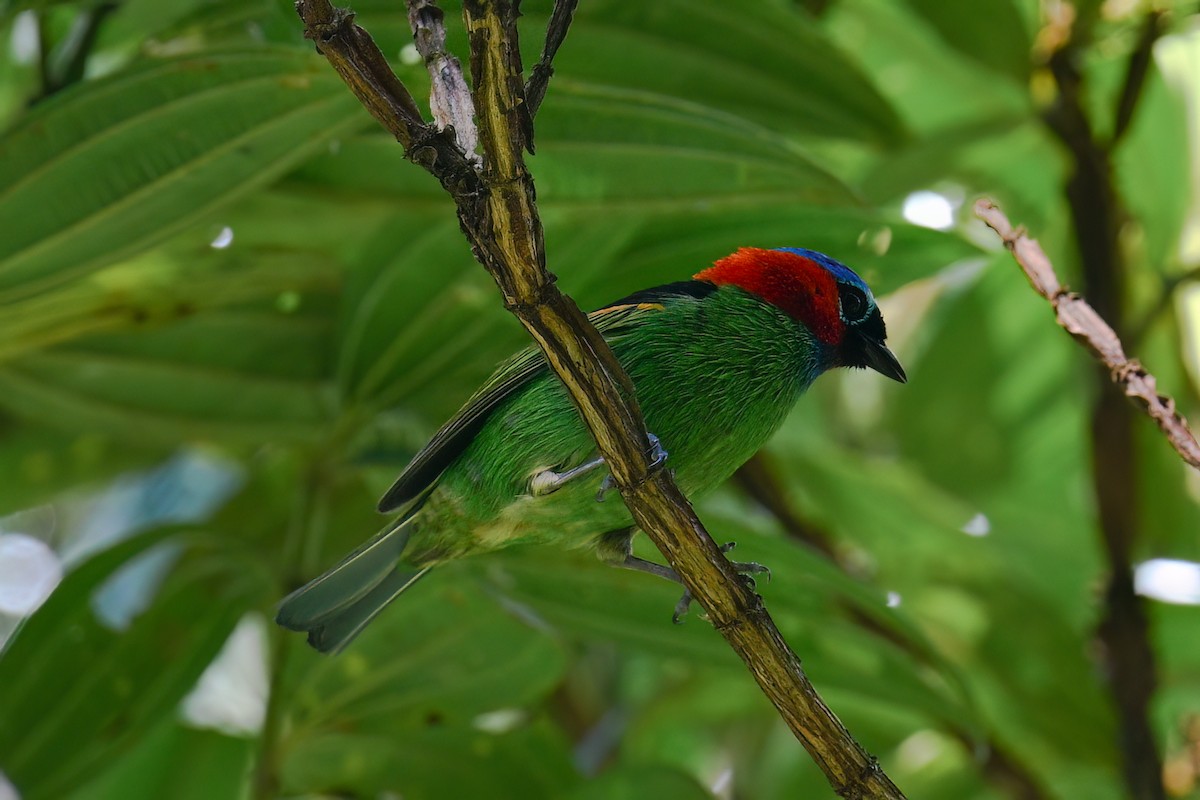 Red-necked Tanager - ML612513200