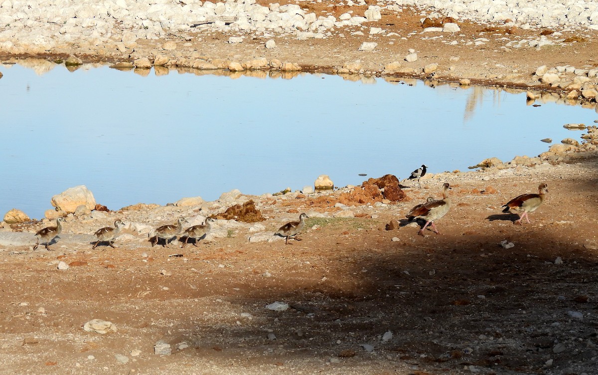 Ebird Checklist Dec Etosha Np Okaukuejo Camp Only Use