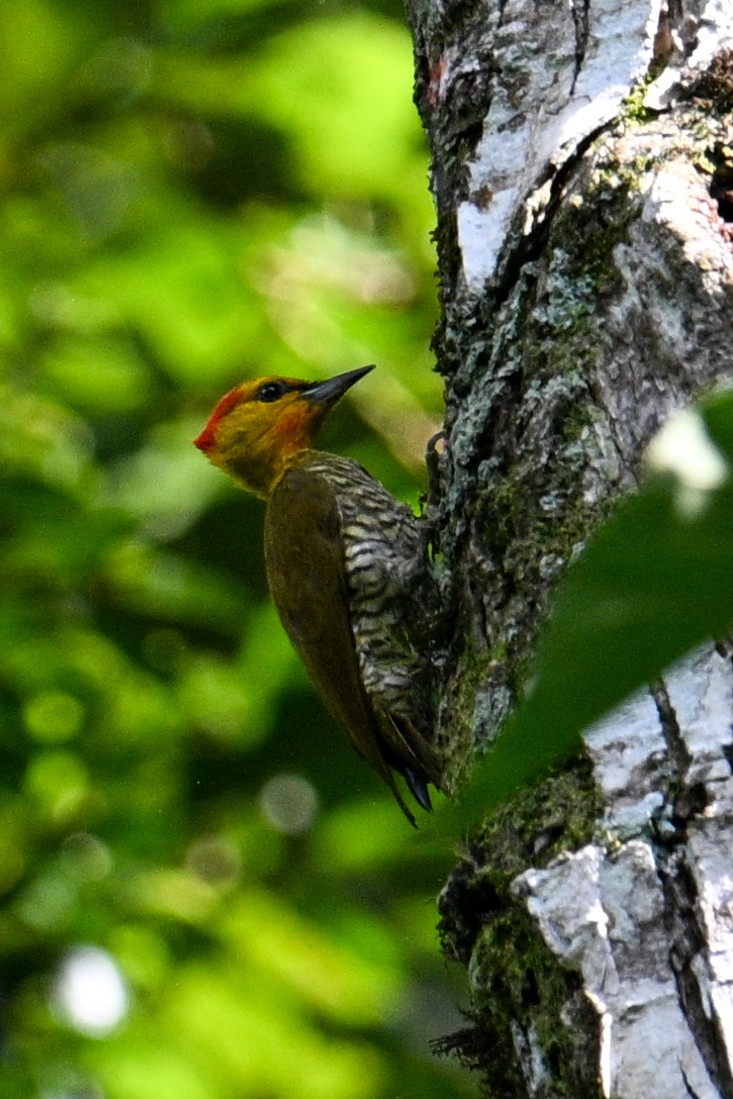 Yellow-throated Woodpecker - ML612513329
