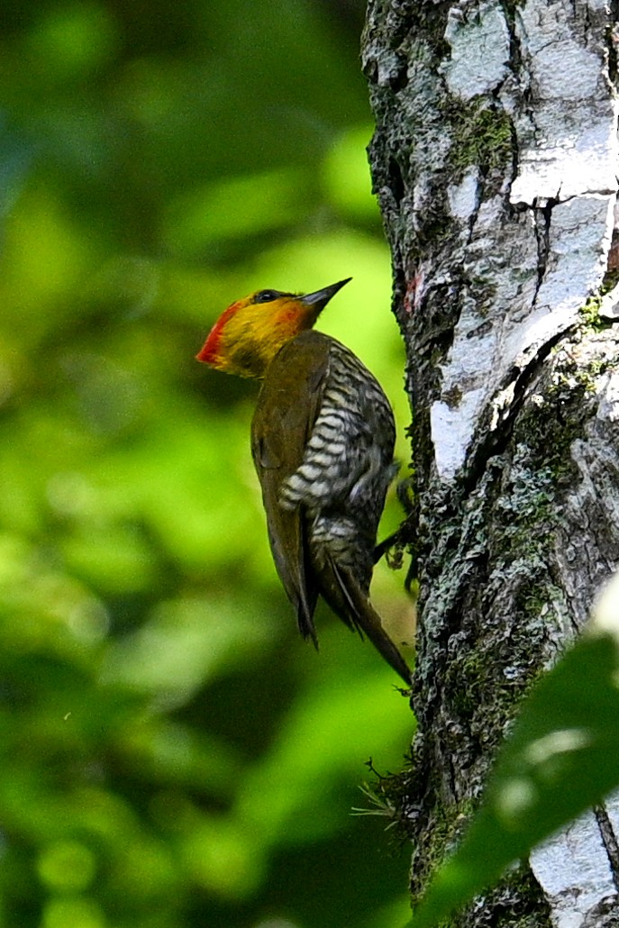 Yellow-throated Woodpecker - ML612513339