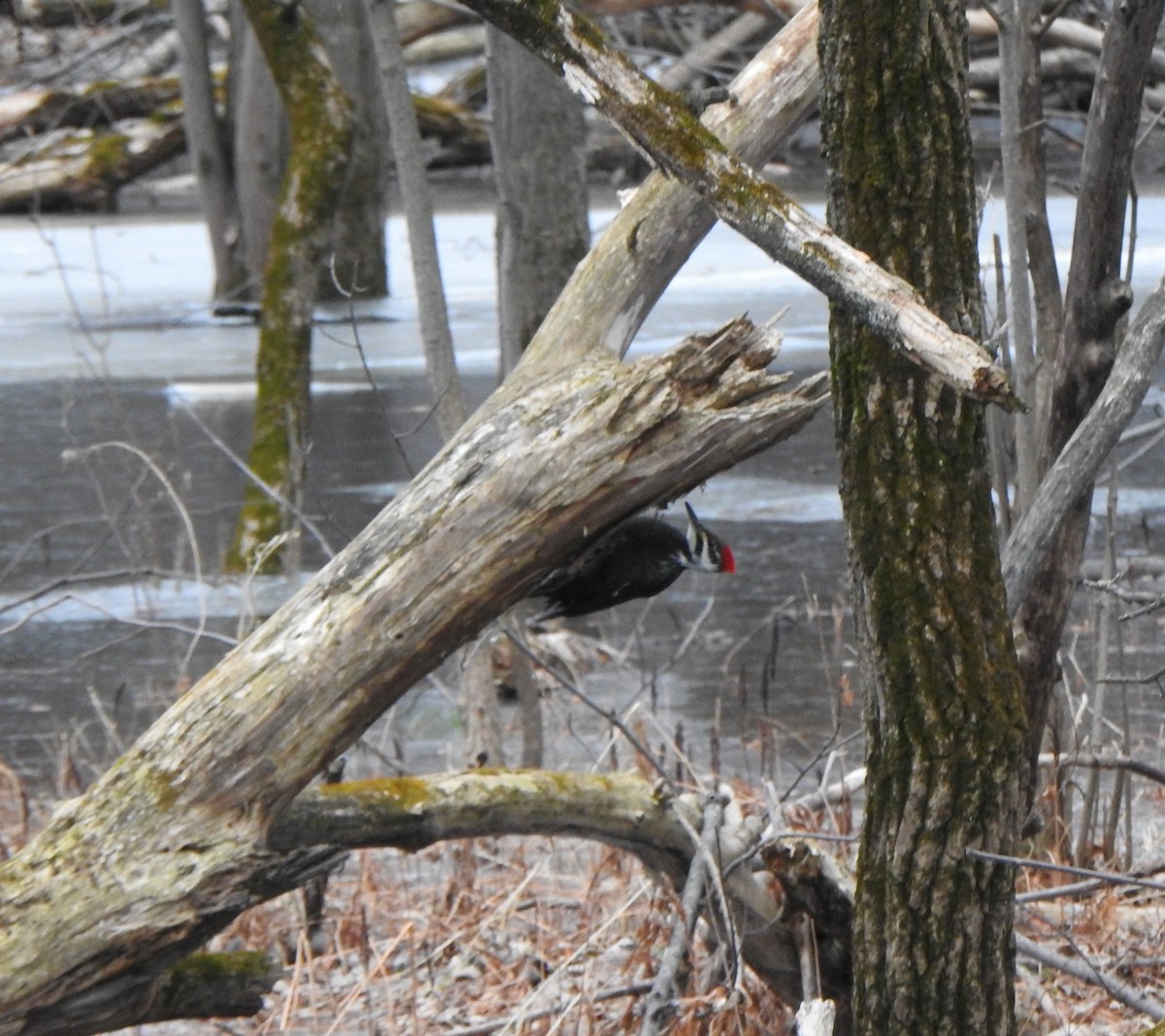 Pileated Woodpecker - ML612513397