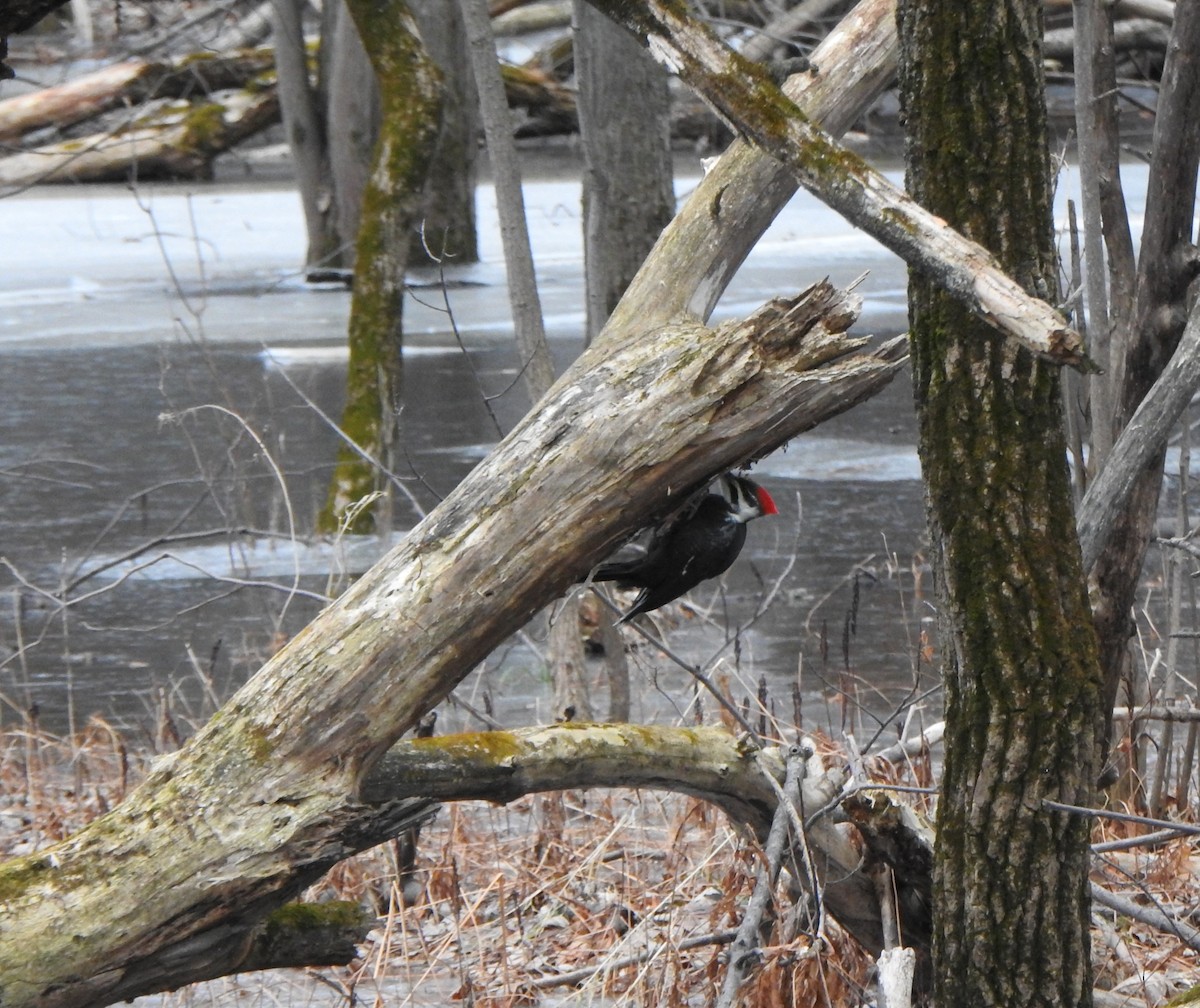 Pileated Woodpecker - ML612513398