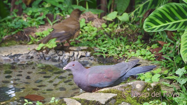 Pigeon à bec rouge - ML612513648