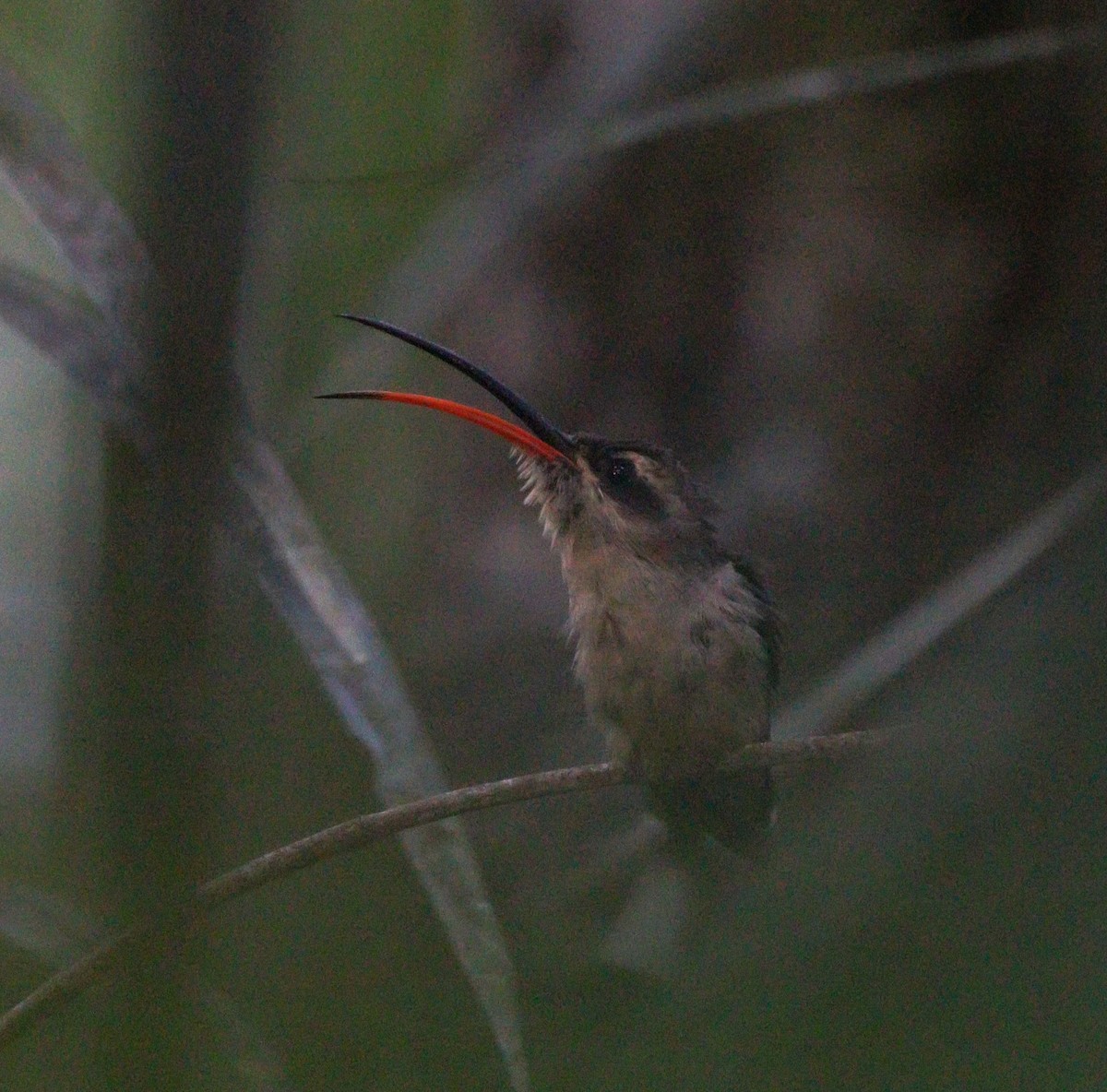 Long-tailed Hermit - ML612513739