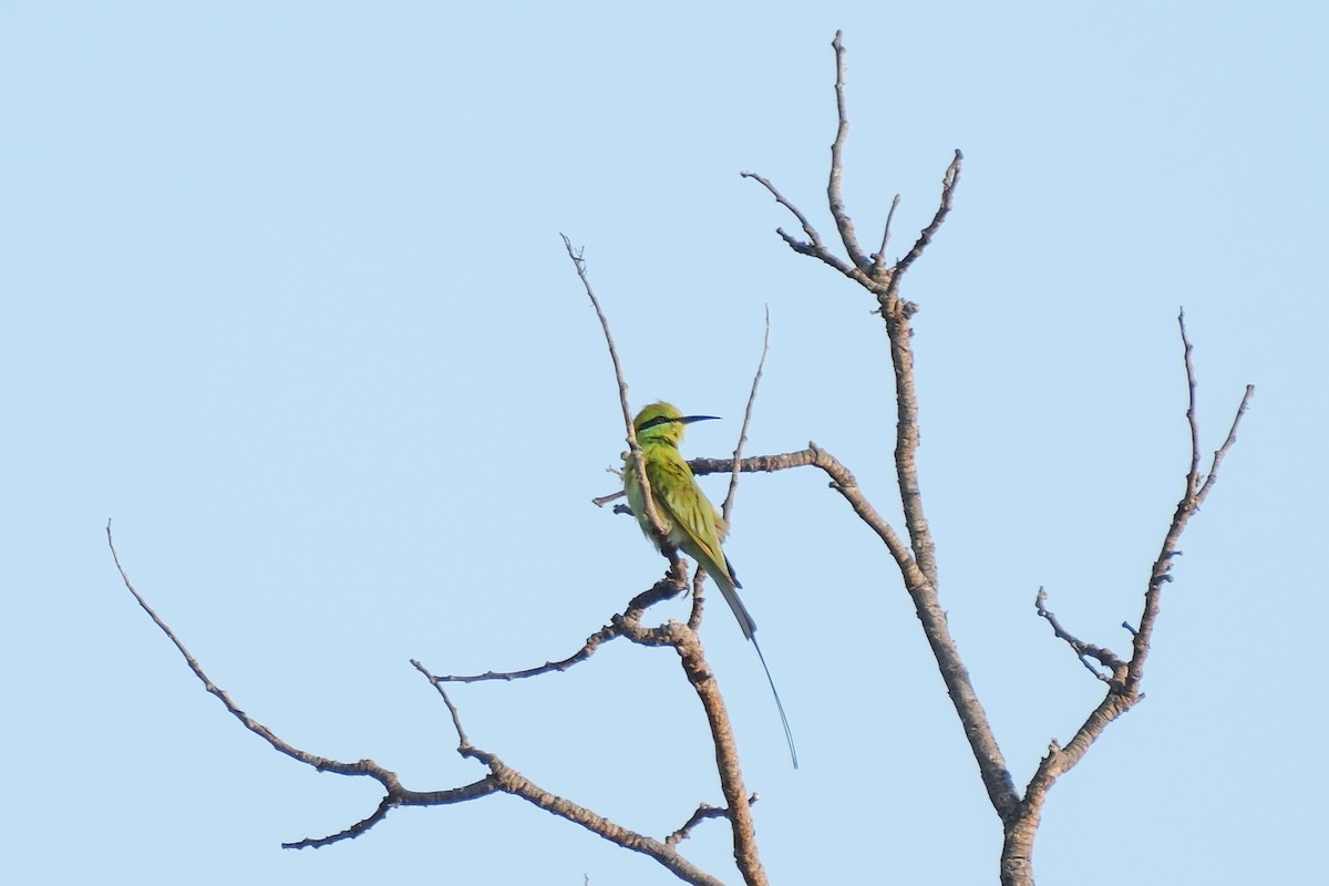 African Green Bee-eater - ML612513910