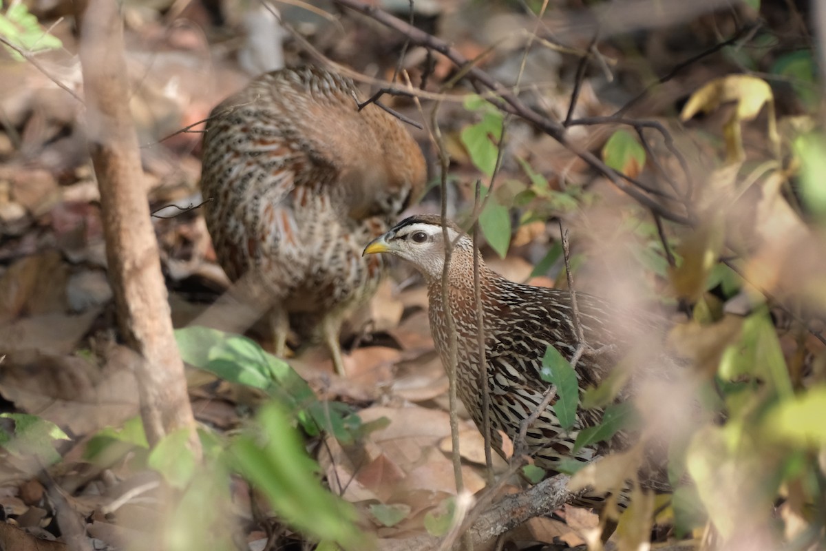 Double-spurred Spurfowl - ML612513921