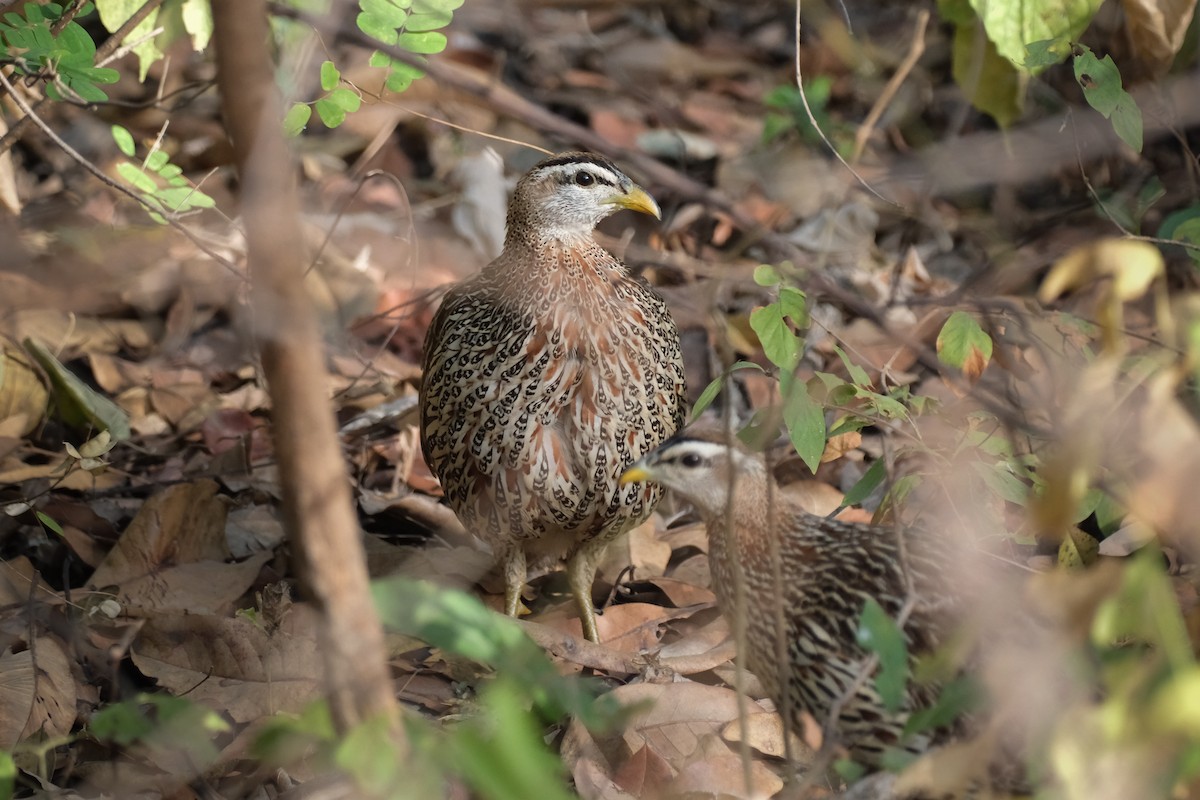 Double-spurred Spurfowl - ML612513922