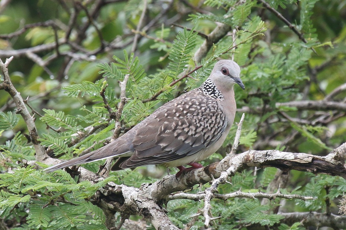 Spotted Dove (Western) - ML612513978