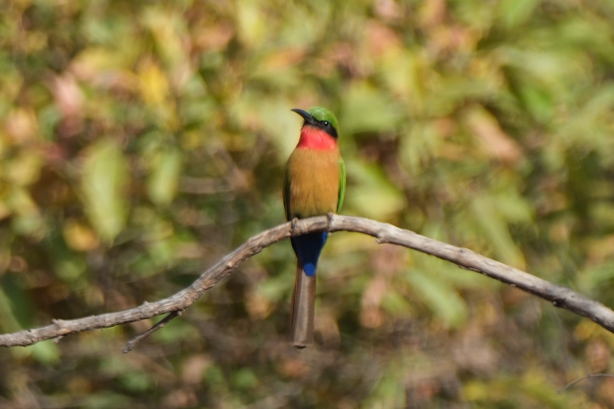 Red-throated Bee-eater - ML612513981
