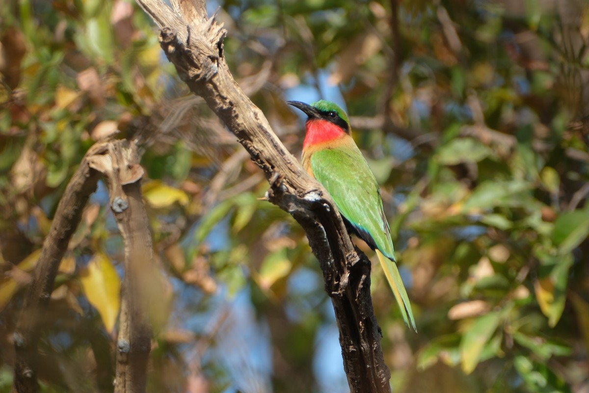 Red-throated Bee-eater - John Lee