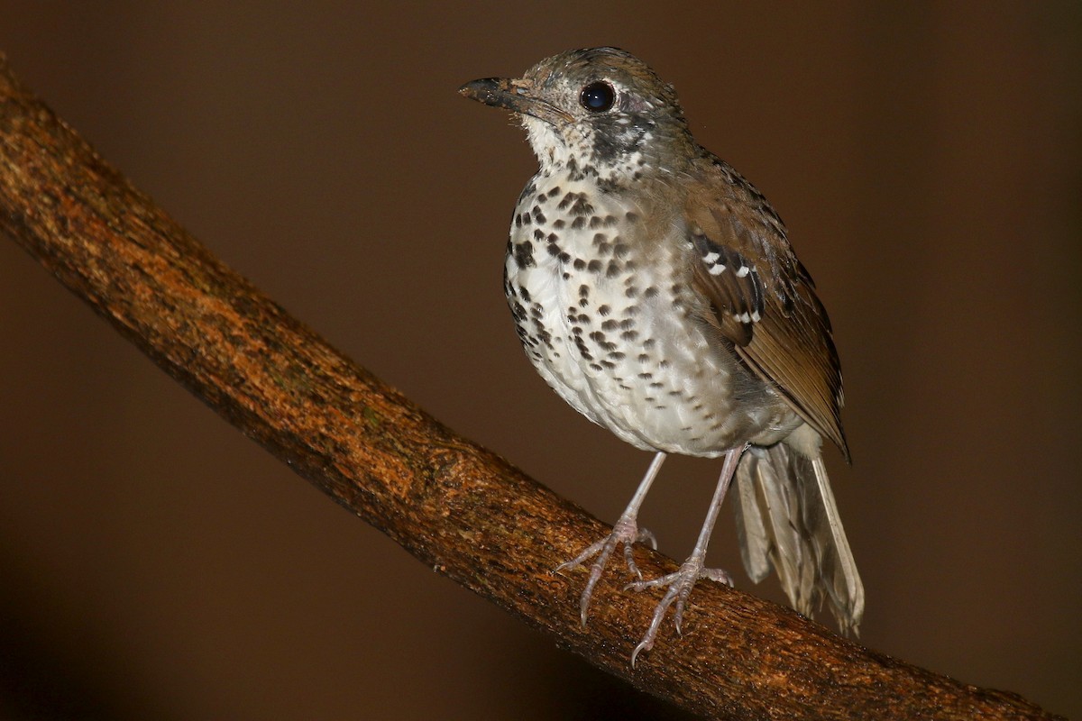 ML612513985 - Spot-winged Thrush - Macaulay Library