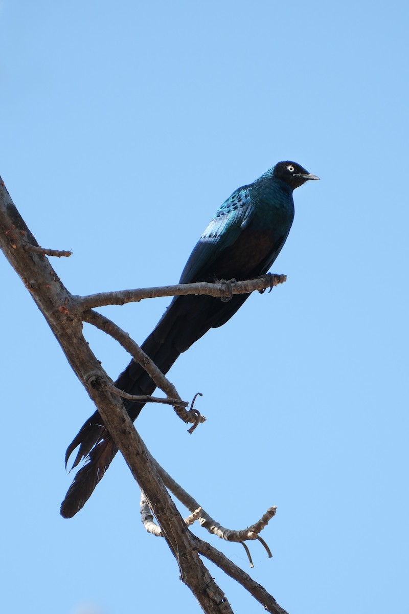 Long-tailed Glossy Starling - ML612513993