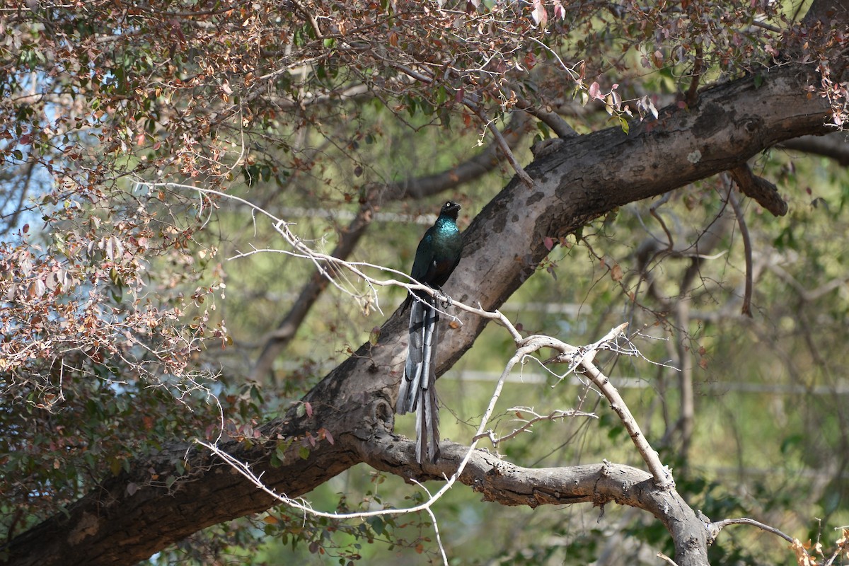 Long-tailed Glossy Starling - ML612513994