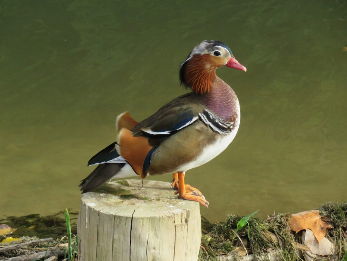 Mandarin Duck - Filipe Pereira