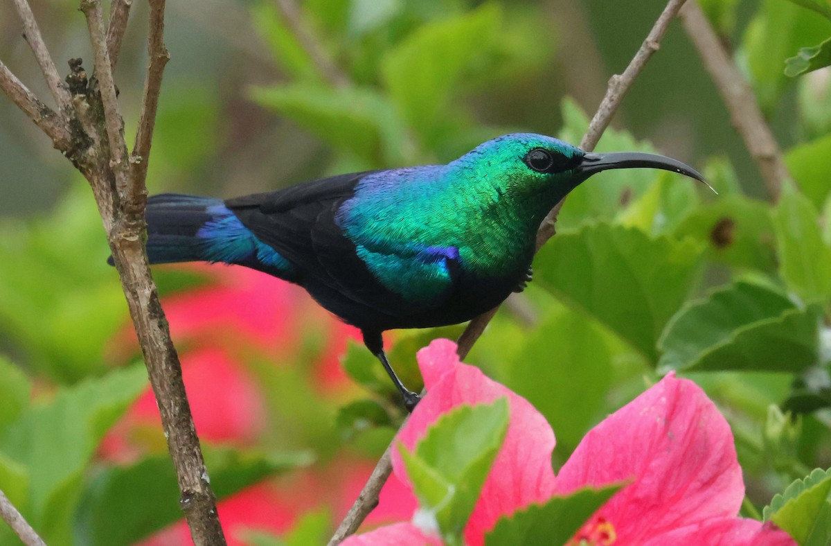 Malagasy Sunbird - P Vercruysse