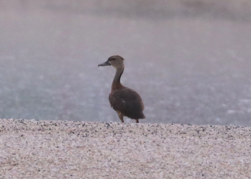 Spotted Whistling-Duck - ML612514318