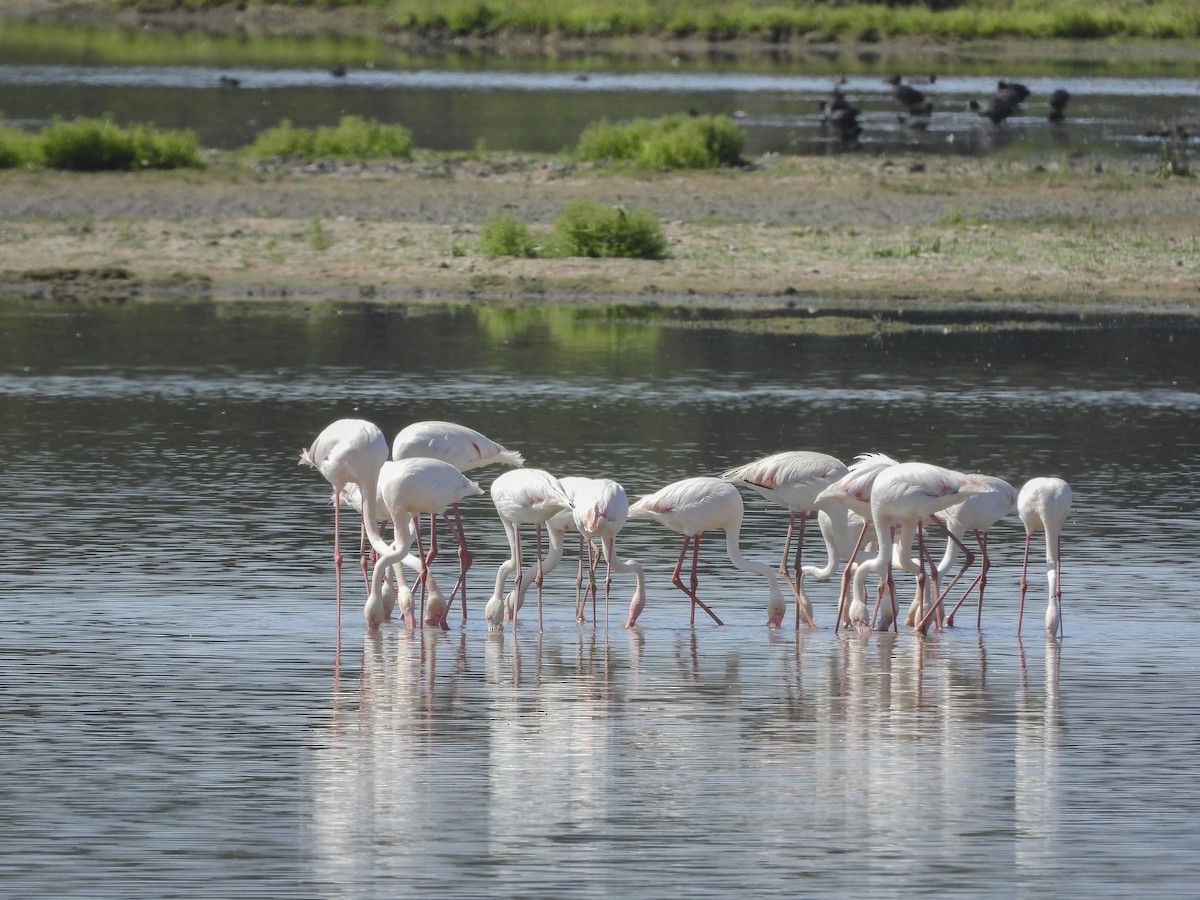Greater Flamingo - Zhuofei Lu