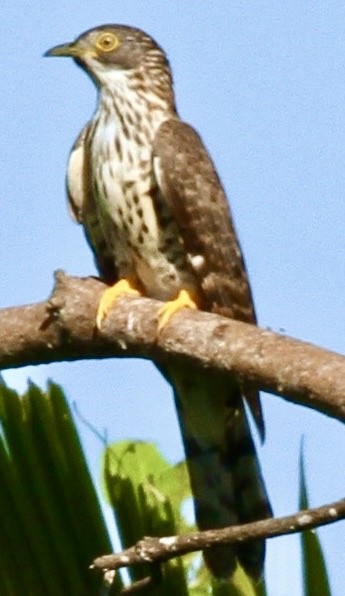 Large Hawk-Cuckoo - ML612514615