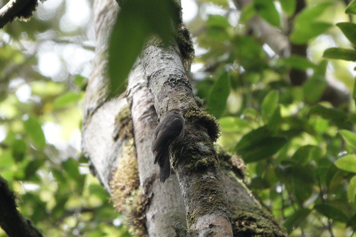 Papuan Treecreeper - ML612514750