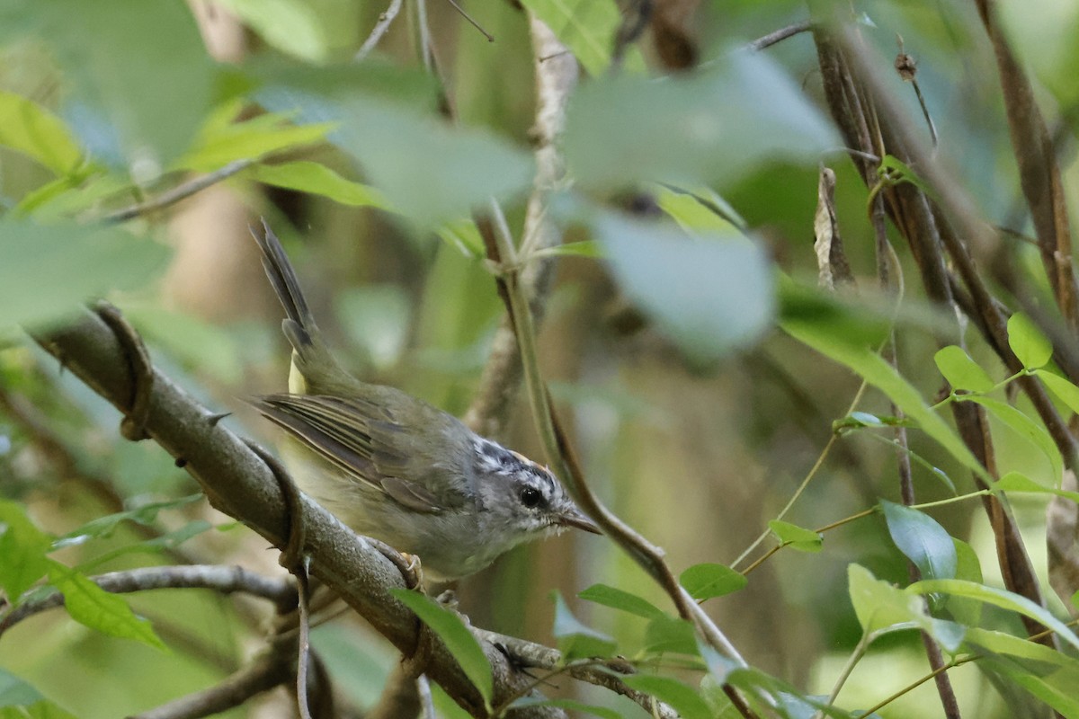 Golden-crowned Warbler (White-bellied) - Larry Therrien