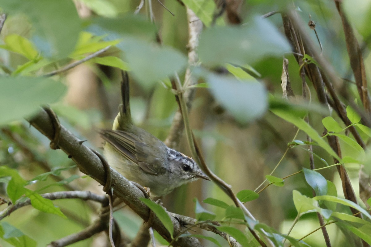 Golden-crowned Warbler (White-bellied) - ML612514897
