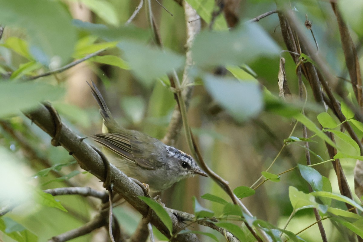 Golden-crowned Warbler (White-bellied) - Larry Therrien
