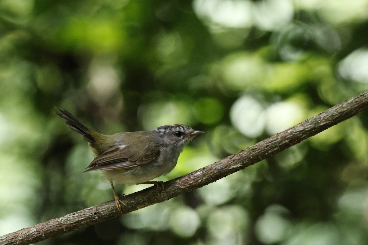 Golden-crowned Warbler (White-bellied) - ML612514899