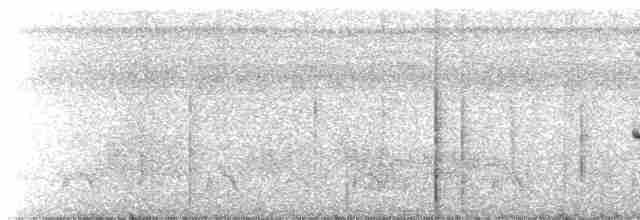 Rotschwanz-Ameisenvogel (pallens) - ML612514905