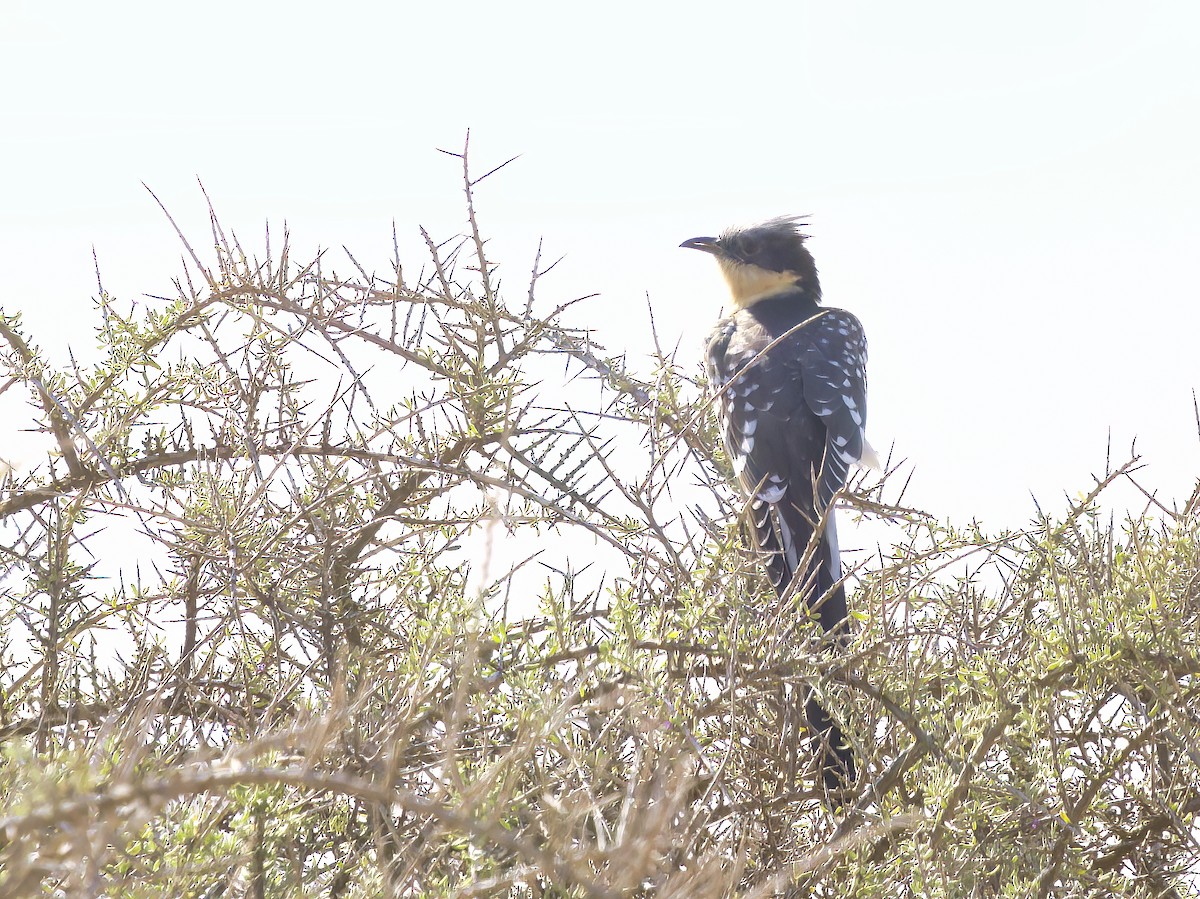 Great Spotted Cuckoo - ML612514996