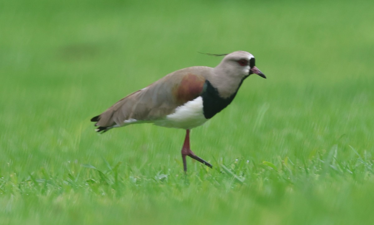 Southern Lapwing - Michael Clay