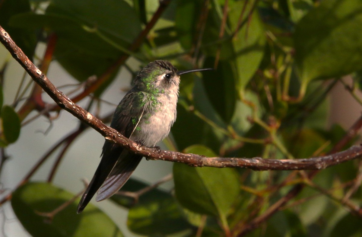 kolibřík kubánský - ML612515216