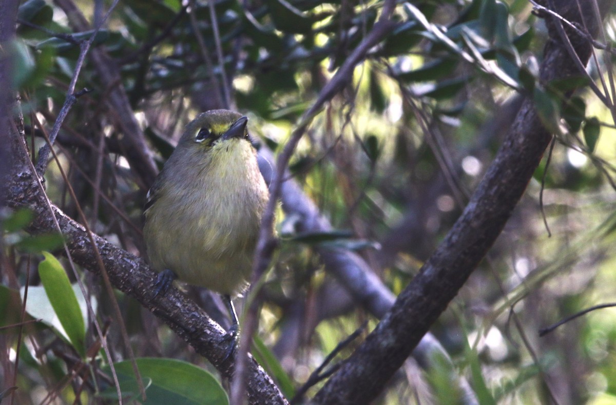 Thick-billed Vireo - ML612515221