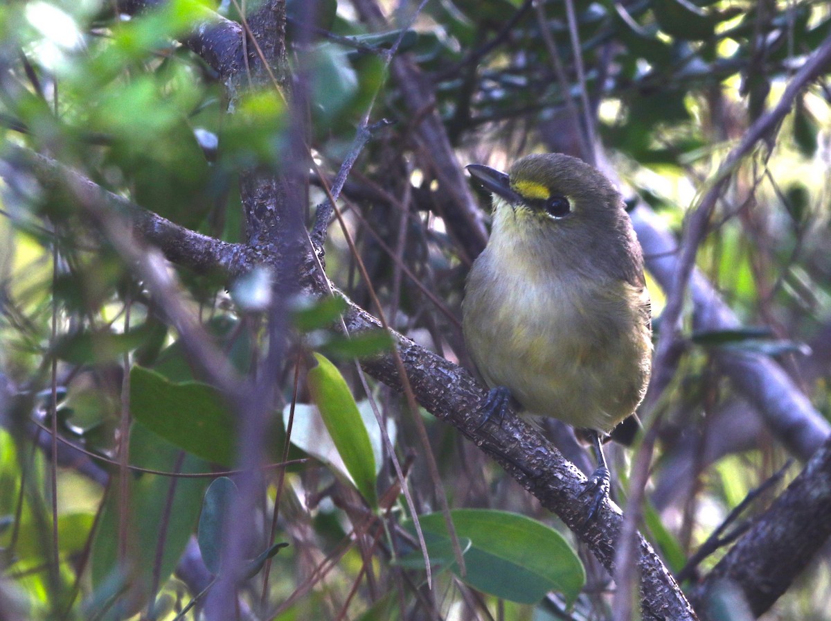 Thick-billed Vireo - ML612515222