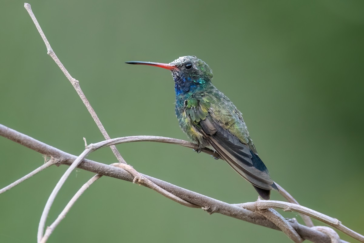 Broad-billed Hummingbird - ML612515359