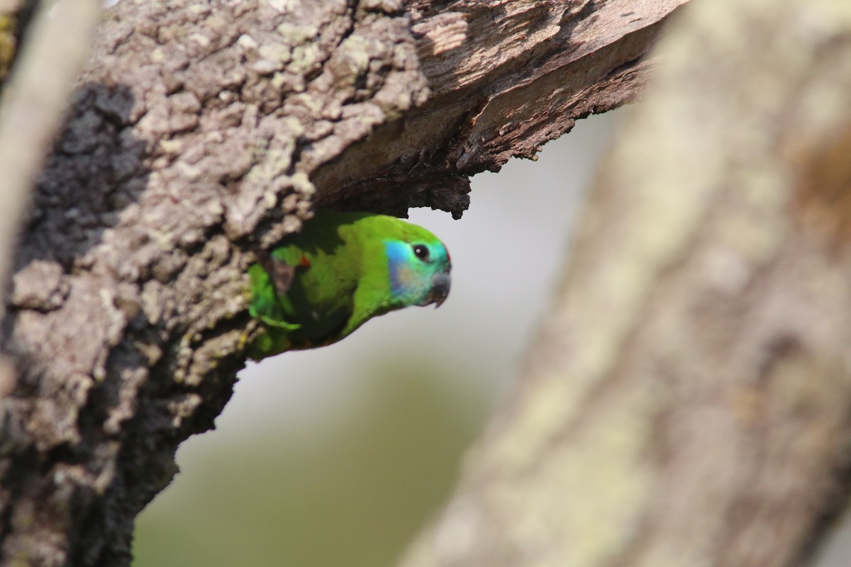 Double-eyed Fig-Parrot - Brendon Fagan
