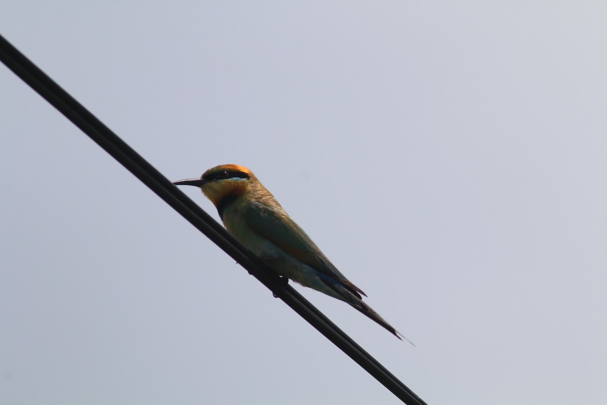 Rainbow Bee-eater - ML612515415