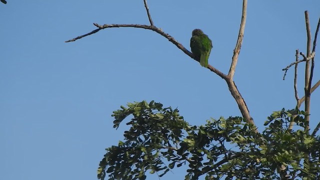Lineated Barbet - ML612515506
