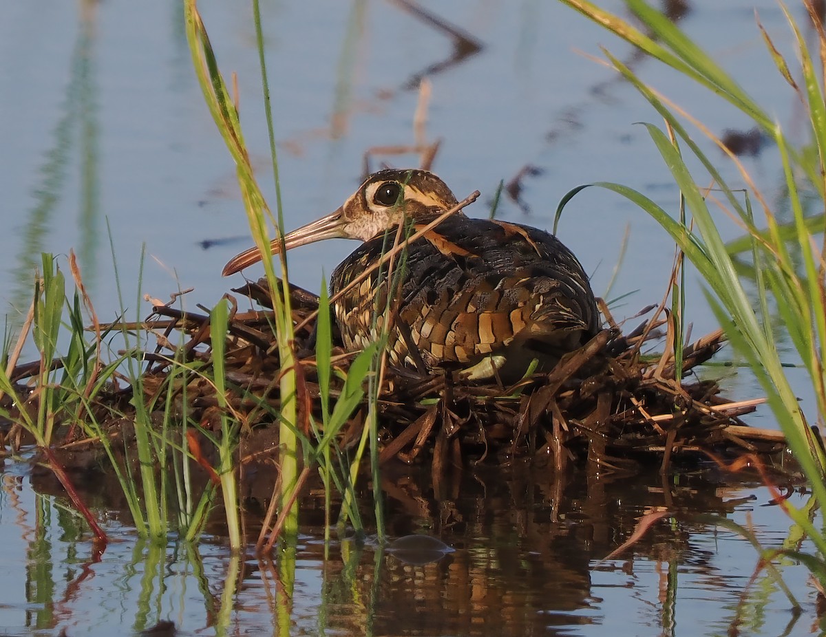 Greater Painted-Snipe - ML612515679