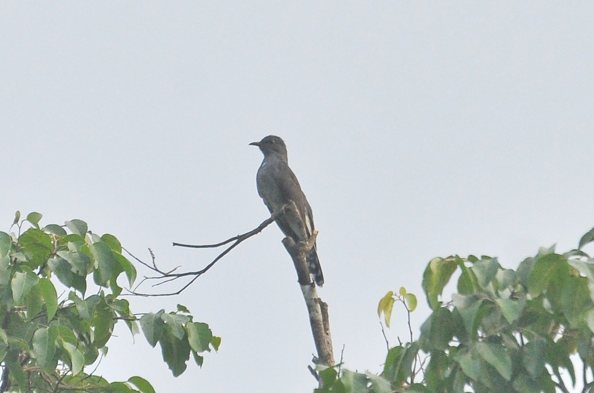 Gray-bellied Cuckoo - ML612515900