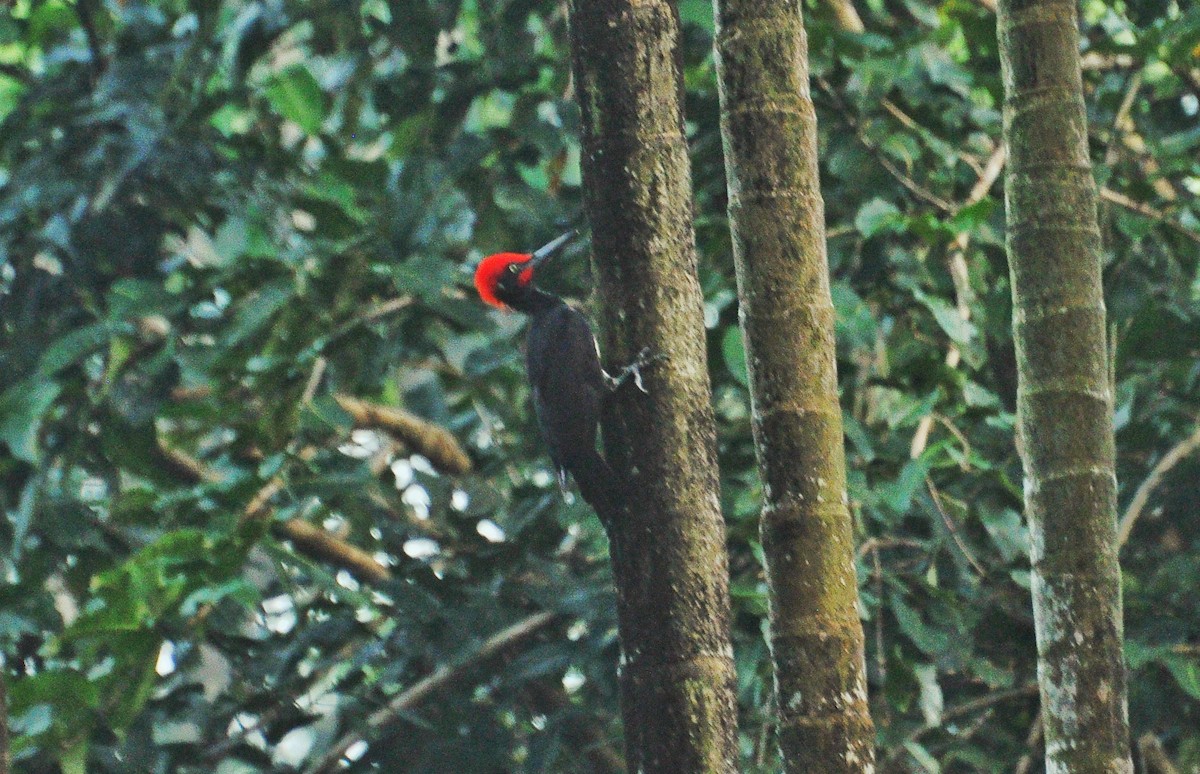 White-bellied Woodpecker - ML612515981